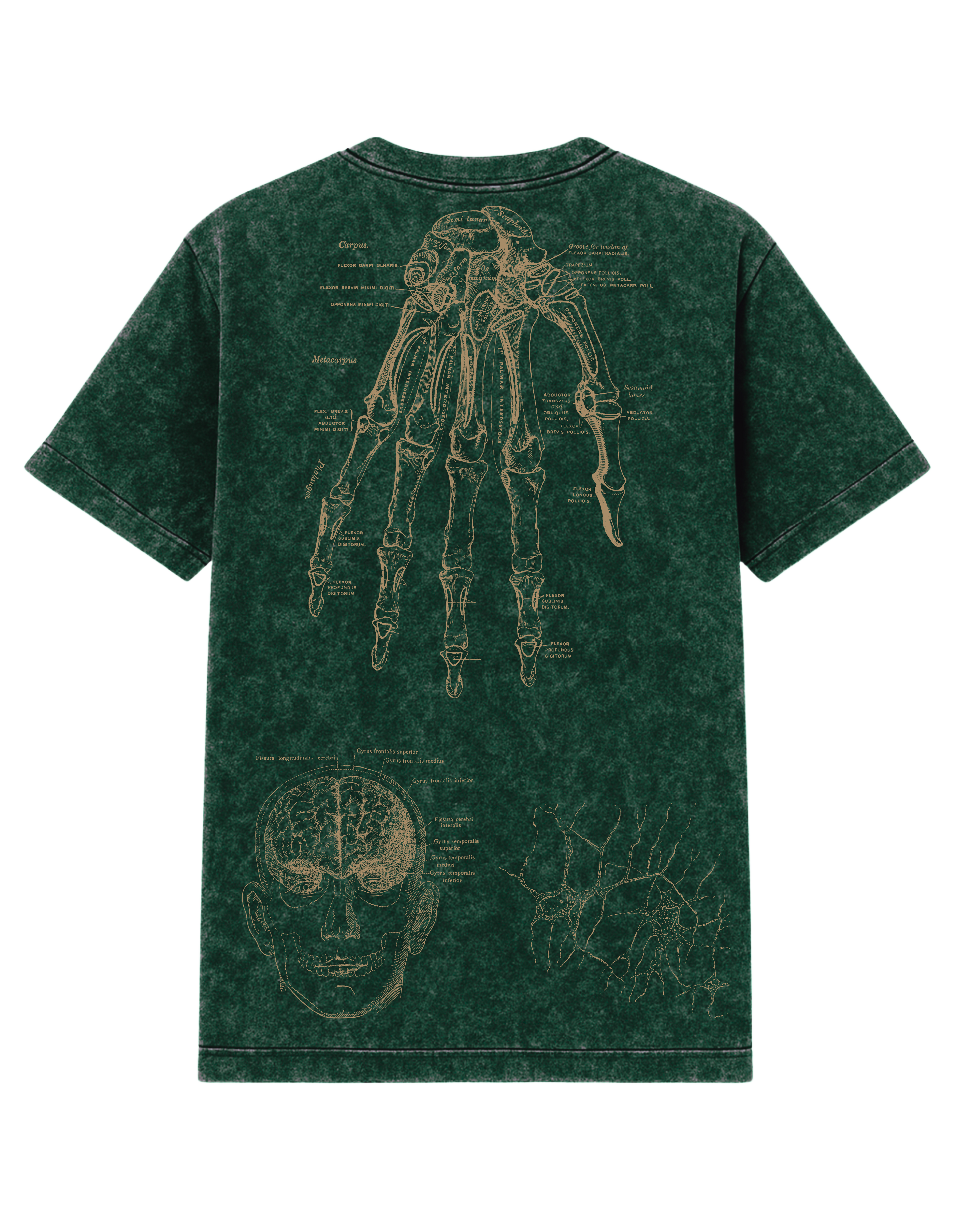 Anatomized